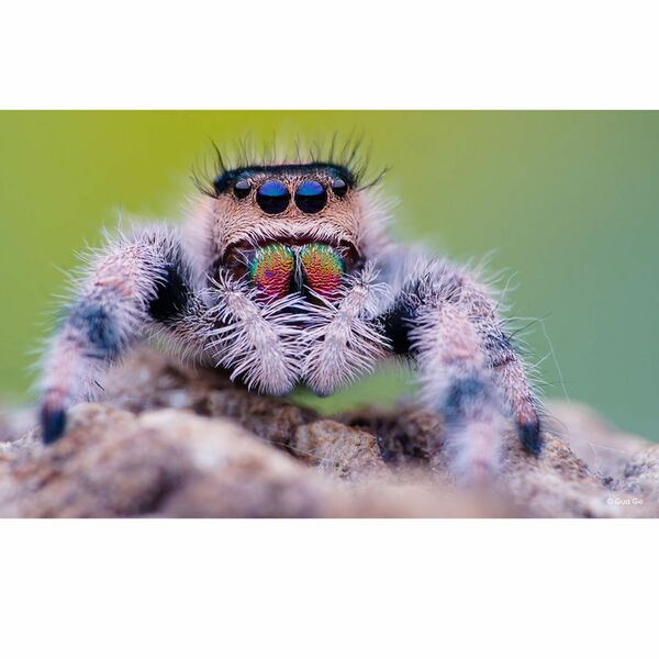 LAOWA 100mm f/2,8 2:1 Ultra Macro APO  L-Mount