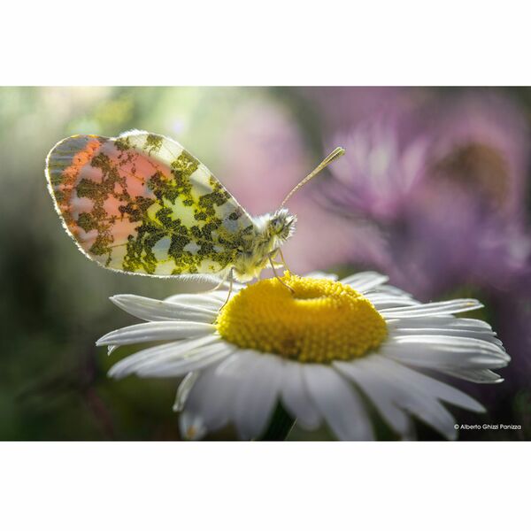 LAOWA 100mm f/2,8 2:1 Ultra Macro APO  L-Mount