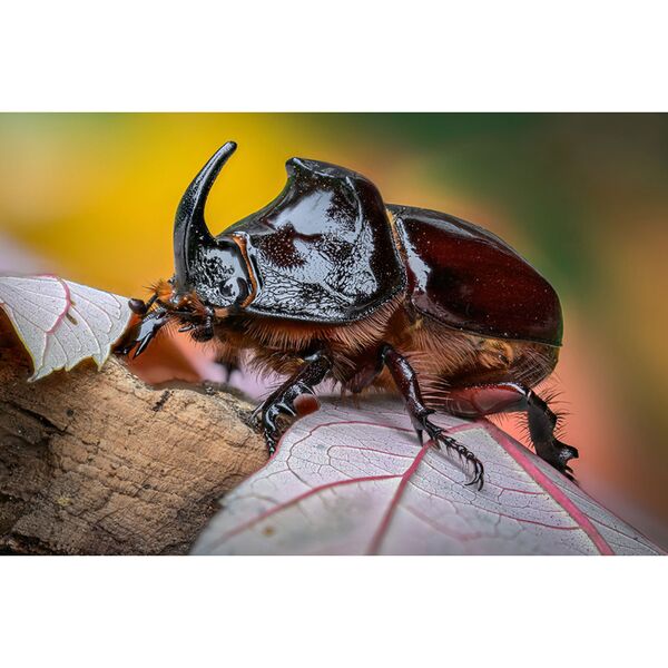 LAOWA 100mm f/2,8 Macro 1:1 Tilt-Shift  Sony FE-Mount