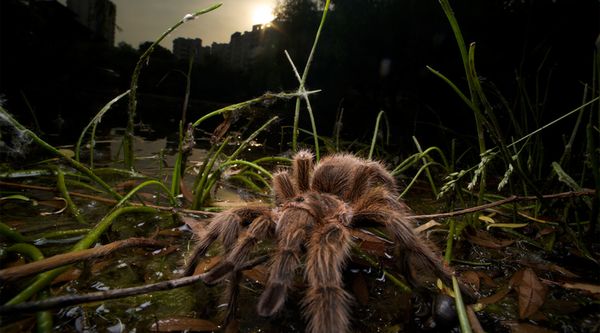 LAOWA 15mm f/4 Makro 1:1 Shift  Canon EF