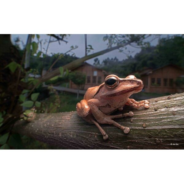 LAOWA 15mm f/4 Makro 1:1 Shift  L-Mount