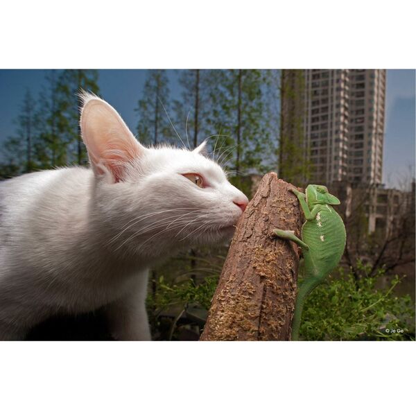 LAOWA 15mm f/4 Makro 1:1 Shift  L-Mount