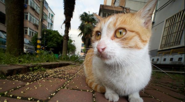 LAOWA 15mm f/4 Makro 1:1 Shift  Sony FE-Mount