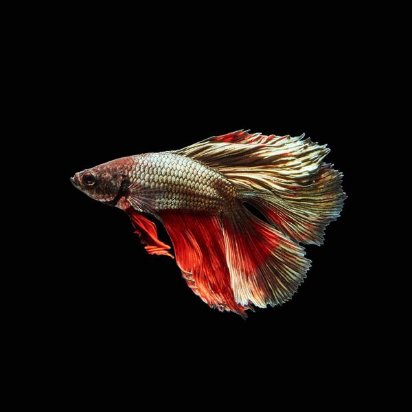 LAOWA 24mm f/14 2X Macro Probe  L-Mount