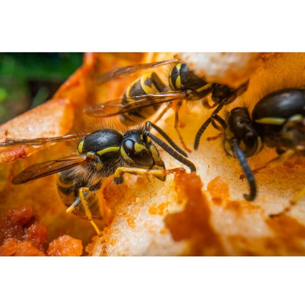 LAOWA 24mm f/14 2X Macro Probe  L-Mount