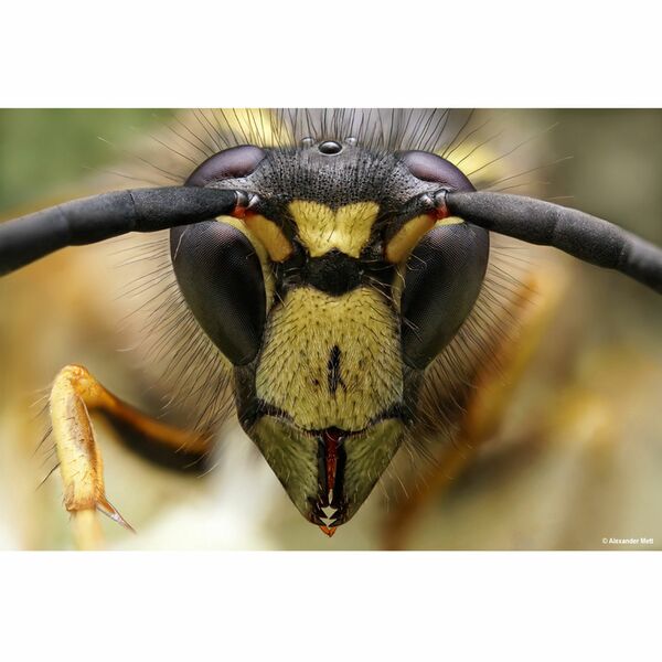 LAOWA 25mm f/2,8 Ultra Macro 2,5-5x  L-Mount