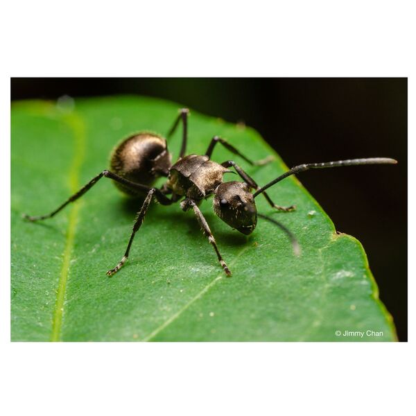 LAOWA 50mm f/2,8 2X Ultra Macro APO  Micro Four Thirds