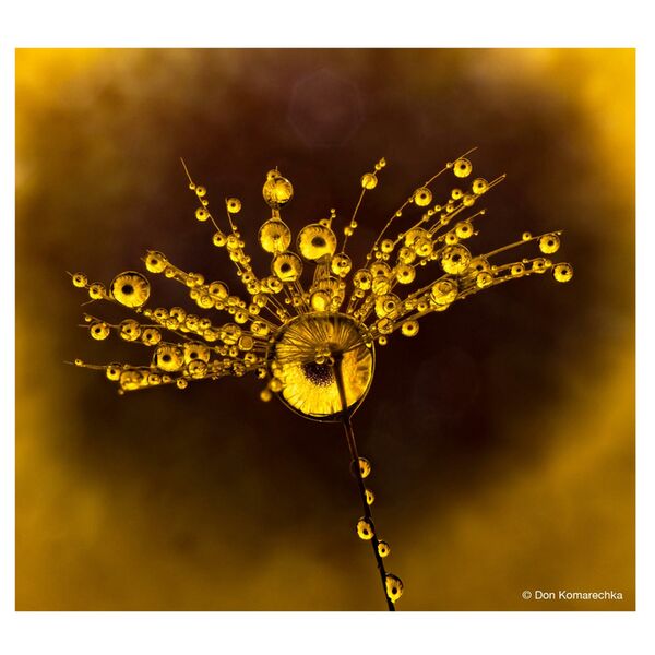 LAOWA 50mm f/2,8 2X Ultra Macro APO  Micro Four Thirds