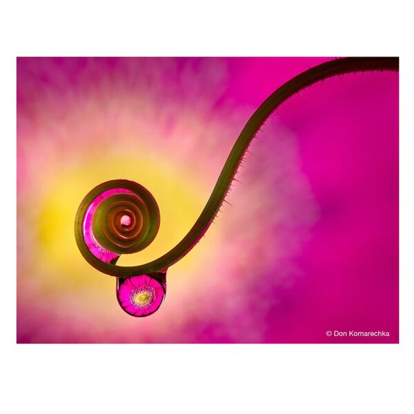 LAOWA 50mm f/2,8 2X Ultra Macro APO  Micro Four Thirds