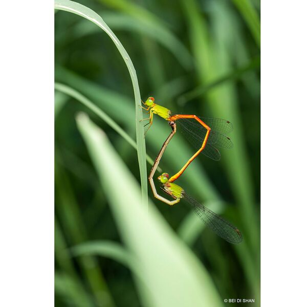 LAOWA 58mm f/2,8 2X Ultra Macro APO  L-Mount