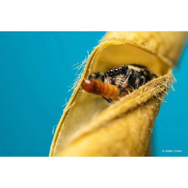 LAOWA 58mm f/2,8 2X Ultra Macro APO  Nikon Z