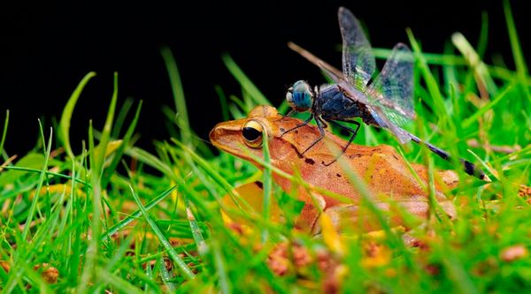 LAOWA 60mm f/2,8 Ultra-Makro 2:1  Pentax K 