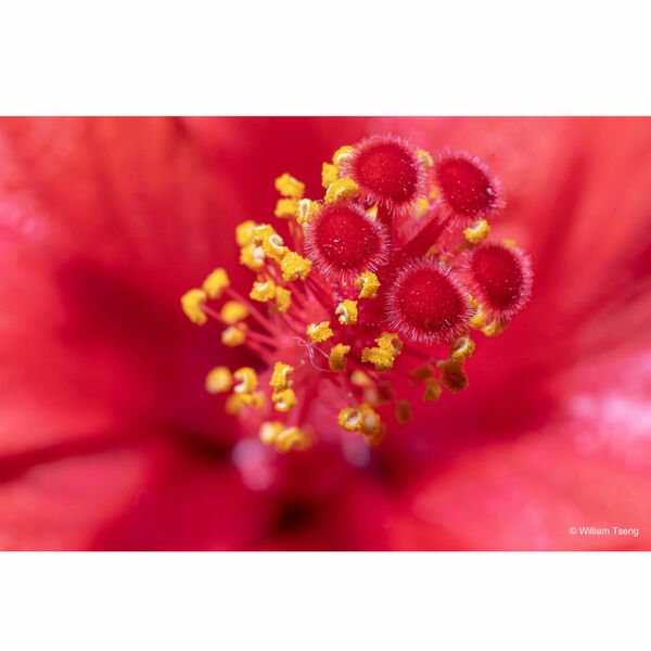 LAOWA 65mm f/2,8 2X Ultra Macro  Nikon Z