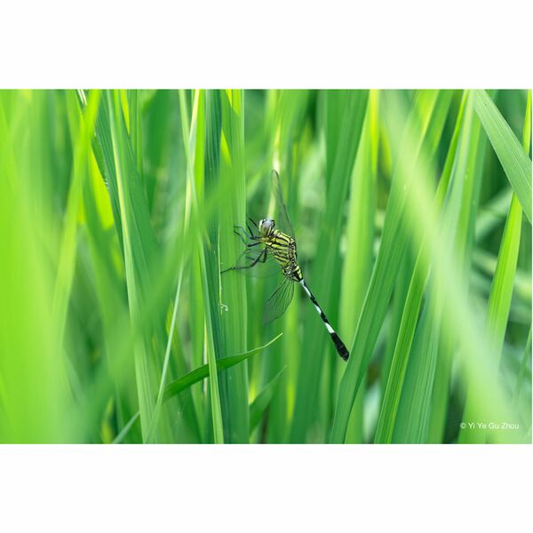 LAOWA 65mm f/2,8 2X Ultra Macro  Nikon Z