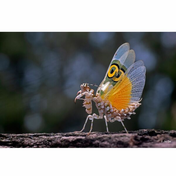 LAOWA 65mm f/2,8 2X Ultra Macro  Nikon Z