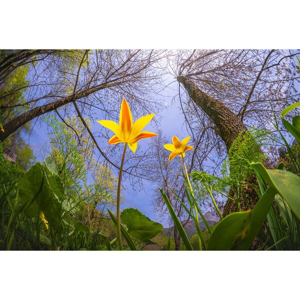 LAOWA 8-15mm f/2,8 Zoom Fisheye  Nikon Z