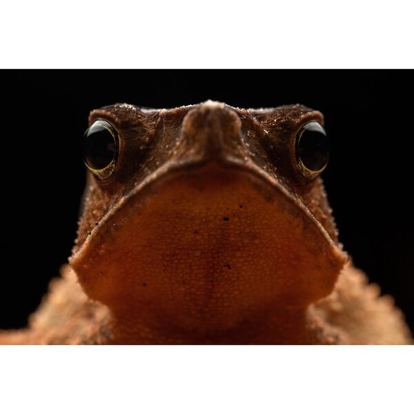 LAOWA 85mm f/5.6 2X Ultra-Macro APO  Sony FE