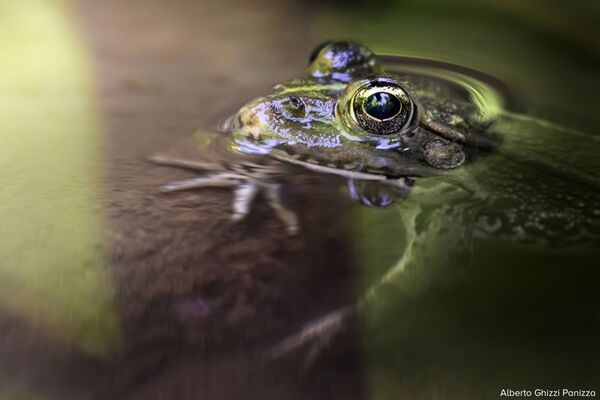 LAOWA 90mm f/2,8 2x Ultra Macro APO  Canon RF