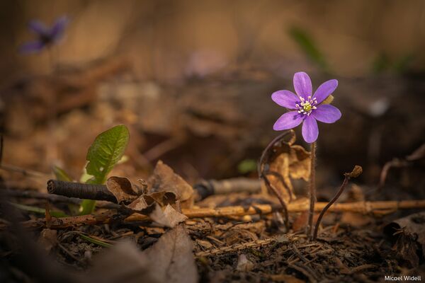 LAOWA 90mm f/2,8 2x Ultra Macro APO  L-Mount