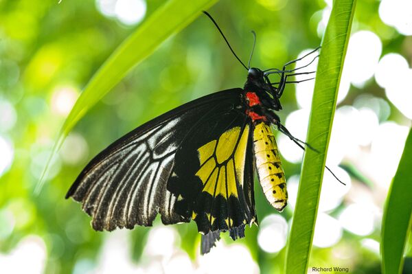 LAOWA 90mm f/2,8 2x Ultra Macro APO  Nikon Z