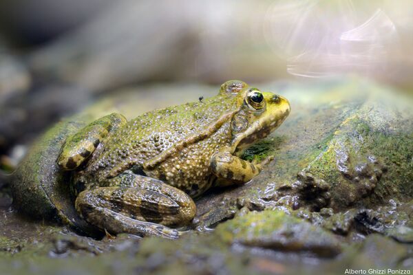 LAOWA 90mm f/2,8 2x Ultra Macro APO - Retourenware - Verpackung beschädigt  Nikon Z