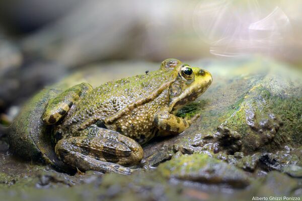 LAOWA 90mm f/2,8 2x Ultra Macro APO  Sony FE-Mount