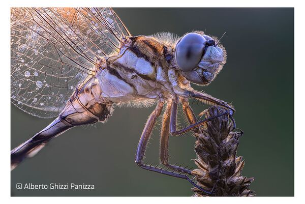 LAOWA AF 180mm f/4,5 1,5X Macro   Sony FE-Mount