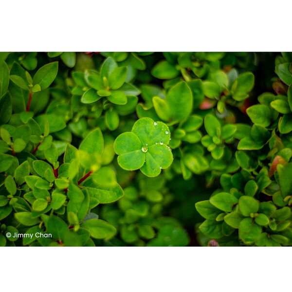 LAOWA Argus 33mm f/0,95 CF APO  Sony E Mount