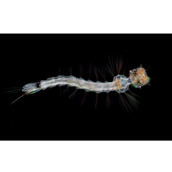 LAOWA Aurogon FF 10-50x Supermicro APO  Nikon Z