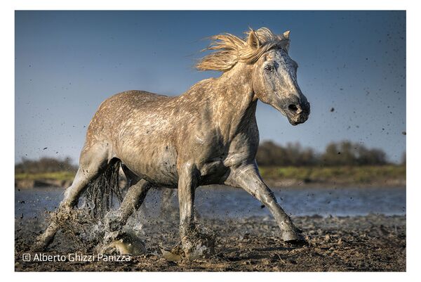 LAOWA MF 180mm f/4,5 1,5X Macro  Canon RF
