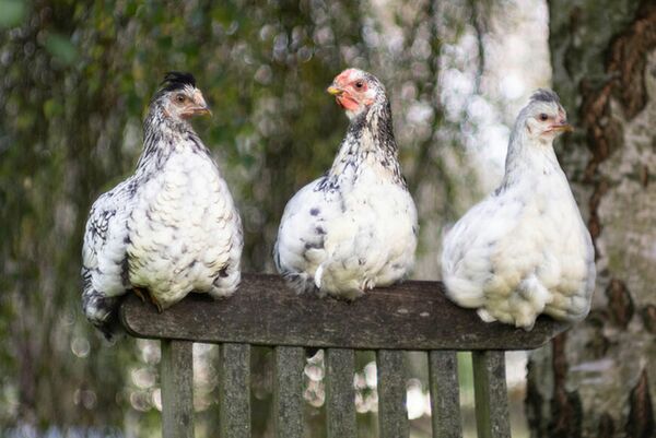 Leica 35mm f/1,4 Summilux-M  Leica M