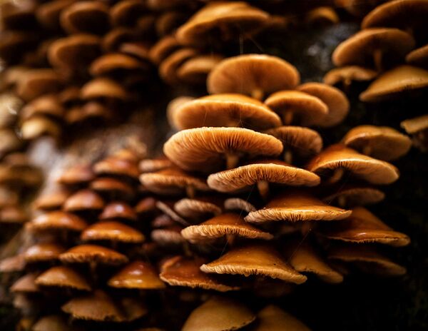 Leica Apo-Summicron-M 35mm f/2 asph.  Leica M