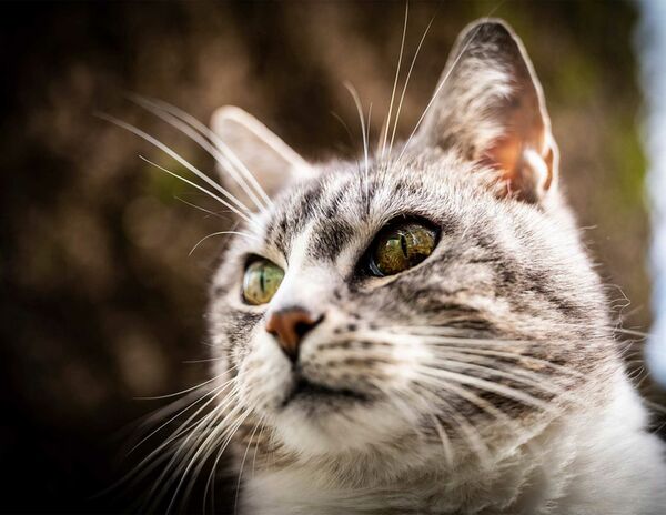 Leica Apo-Summicron-M 35mm f/2 asph.  Leica M