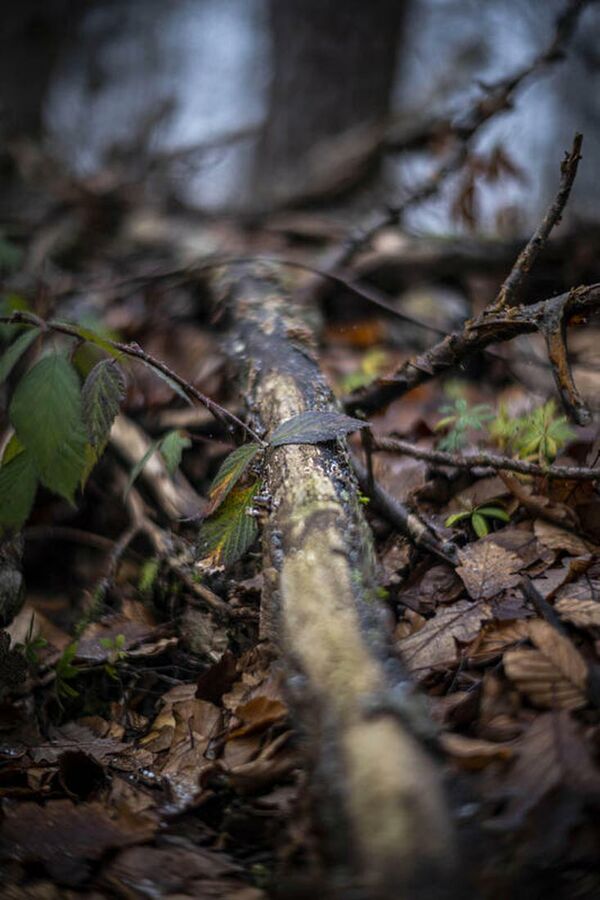 Leica Noctilux-M 50mm f/1.2 asph.  Leica M schwarz