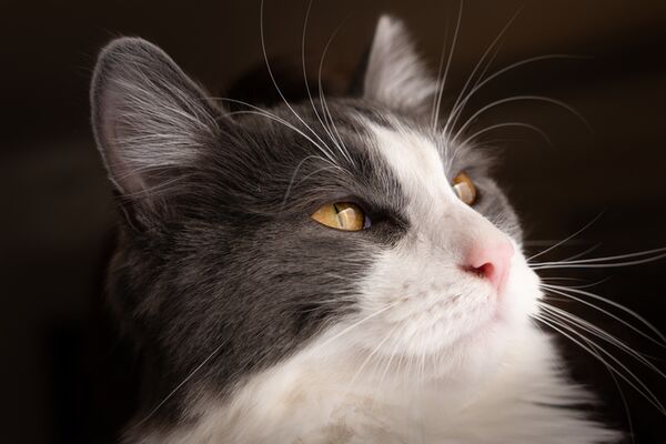 Leica Vario-Elmarit-SL 28-70mm f/2,8 asph. Demoware 