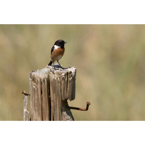 Leica VARIO-ELMARIT-SL 70-200mm f/2.8  ASPH.  L-Mount