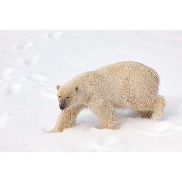 Leica VARIO-ELMARIT-SL 70-200mm f/2.8  ASPH.  L-Mount