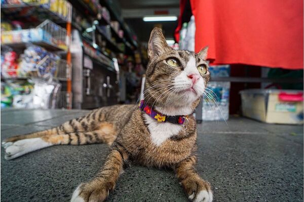 Lomography Atoll Ultra-Wide 17mm f/2,8 Art Objektiv  Leica M