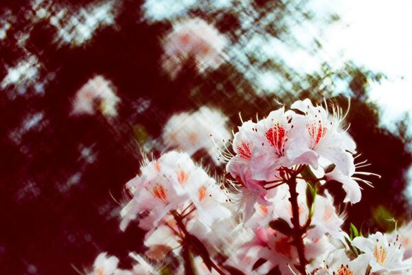 Lomography Daguerreotype Achromat 64 mm f/2,9 - Anodis  Nikon F Alu Black 