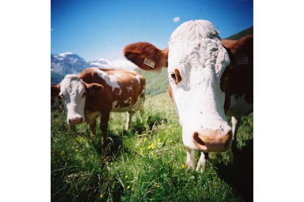 Lomography Farbnegativfilm 120 1er-Pack  ISO 100