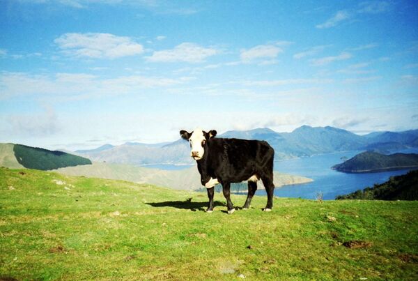 Lomography Farbnegativfilm 35mm ISO 100  3er Pack