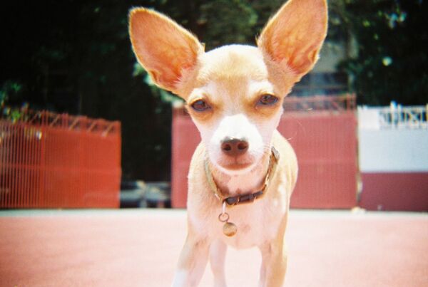 Lomography Konstruktor F 