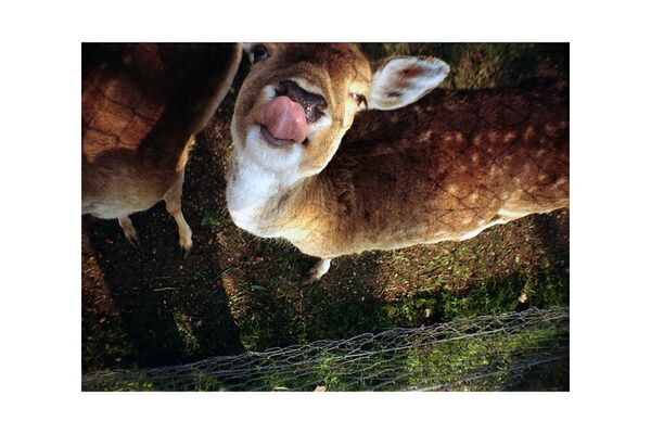 Lomography La Sardina Kamera  8-Ball