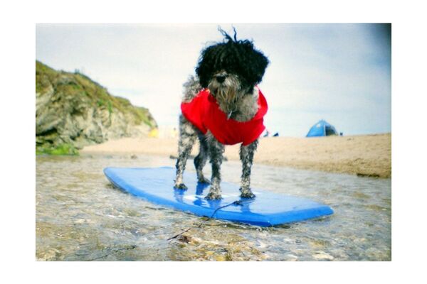 Lomography La Sardina Kamera  8-Ball