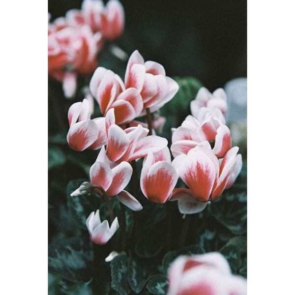 Lomography LomoChrome Farbnegativfilm 120 ISO 400  Color '92