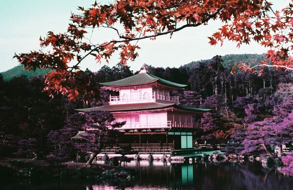 Lomography LomoChrome Film 35mm ISO 100-400  Purple Pétillant 