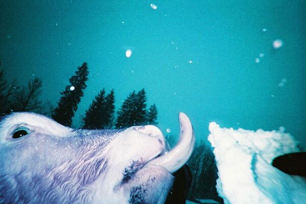 Lomography LomoChrome Simple Use Film Camera  Purple 