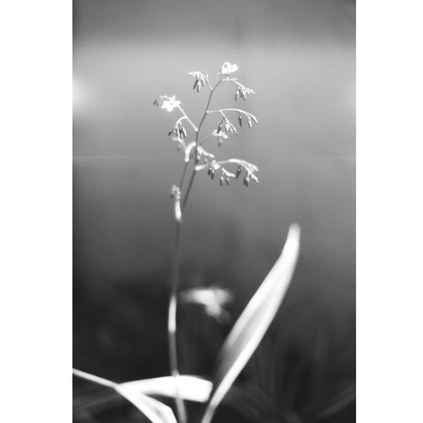 Lomography Schwarzweißfilm 35mm ISO 13  Babylon Kino