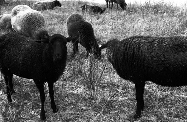 Lomography Schwarzweißfilm Starter Kit 35 mm  Monochrome 