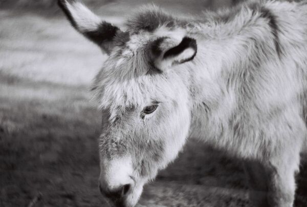 Lomography Schwarzweißfilm Starter Kit 35 mm  Monochrome 